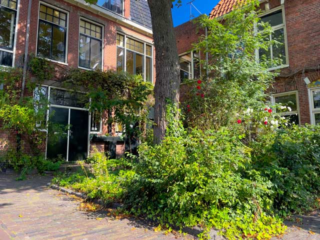 Ook in hoogstedelijke ruimtes is vergroening mogelijk door aanplant in boomvakken, geveltuintjes en gevelbegroeing. 